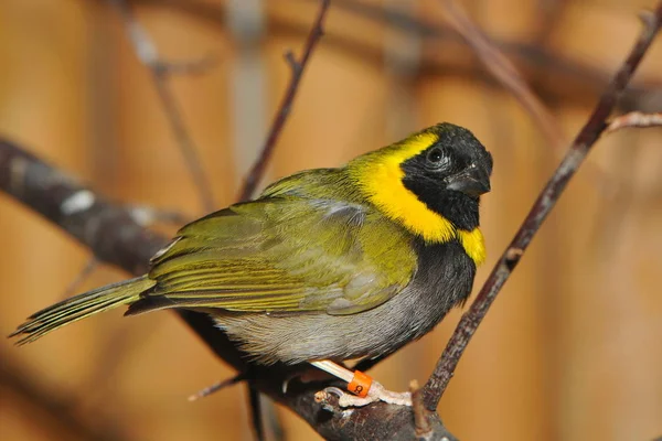 Schilderachtig Uitzicht Prachtige Vogel Natuur — Stockfoto