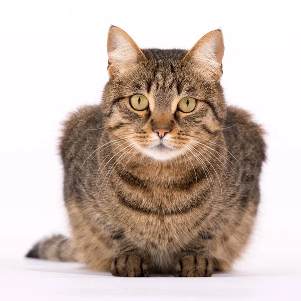 Fofo Fofo Gato Com Grande Olhos — Fotografia de Stock