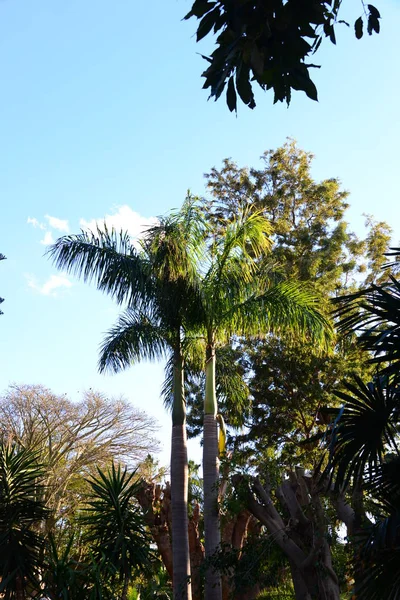 Spanya Palmiye Yaprakları — Stok fotoğraf