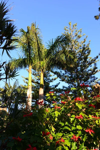 Palm Leaves Spain — Stock Photo, Image