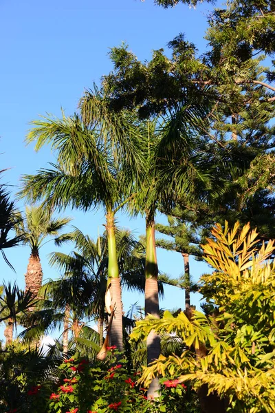 Palm Leaves Spain — Stock Photo, Image