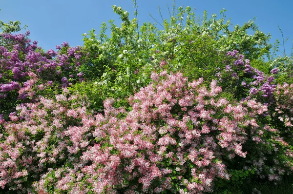 Lilas Florecientes Primavera — Foto de Stock