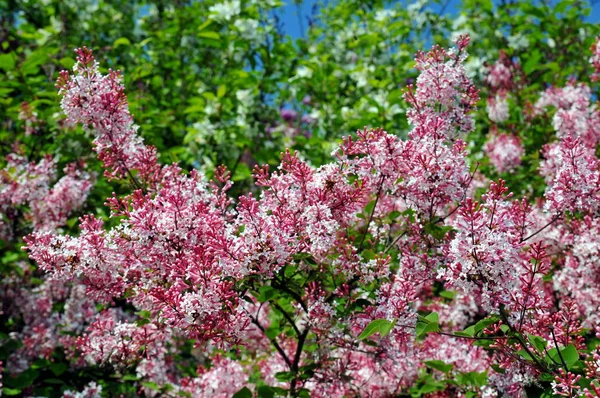 Квітучі Бузкові Кущі Навесні — стокове фото