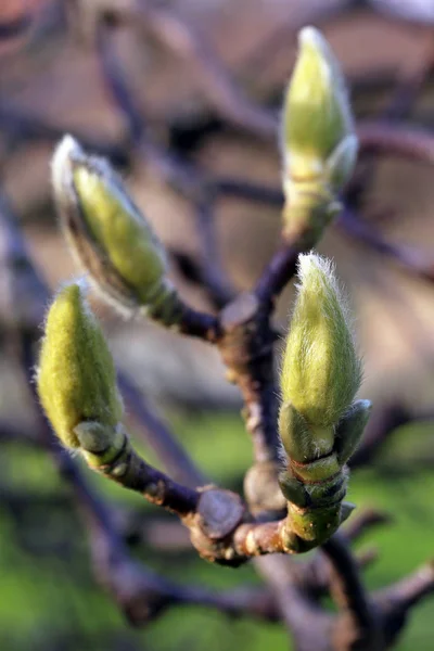 Bloemknoppen Van Tulpenmagnolia Magnolia Soulangeana Alba Superba — Stockfoto