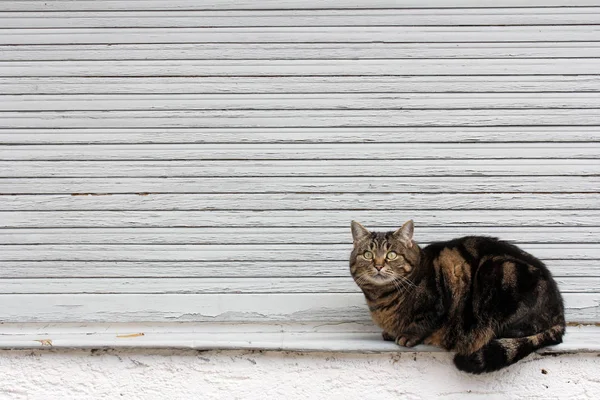 Cat Window Sill — Stock Photo, Image