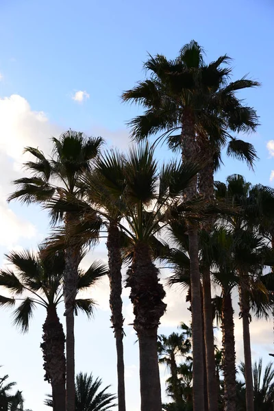 Palmblad Spanien Kopiera Utrymme — Stockfoto