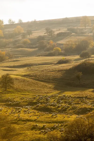 Verticale Kleur Afbeelding Van Een Kudde Schapen Een Heuvel — Stockfoto