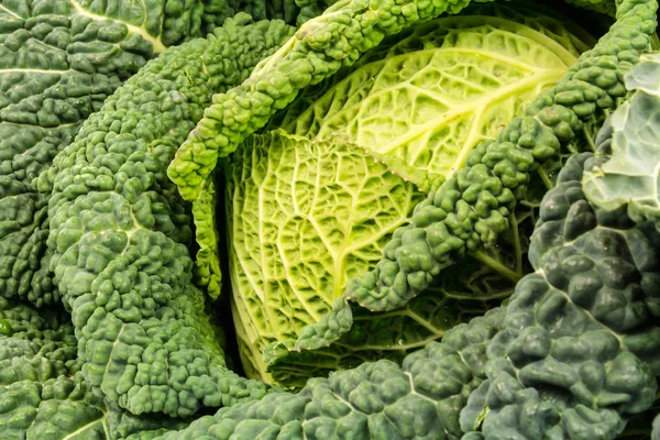 Savoy Cabbage Close Fresh Green Vegetables — Stock Photo, Image