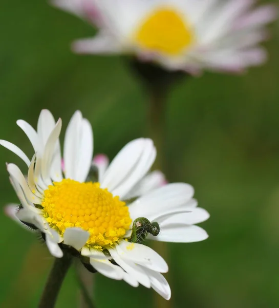 Vue Panoramique Belles Marguerites Fleurs — Photo