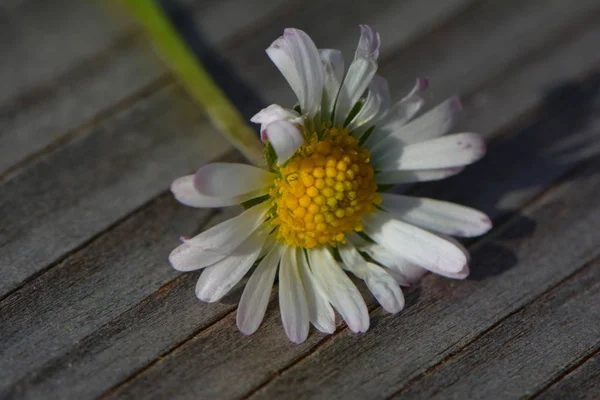 Gänseblümchen Voller Blüte — Stockfoto