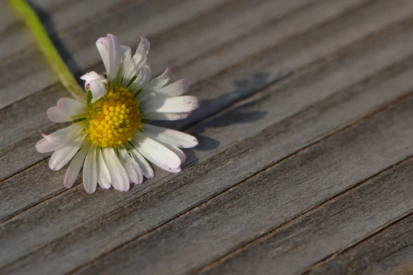 Schilderachtig Uitzicht Prachtige Madeliefjes Bloemen — Stockfoto