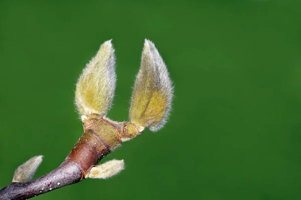 Bourgeons Floraux Bourgeons Foliaires Magnolia — Photo