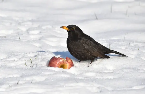 Gefotografeerd Tuin — Stockfoto