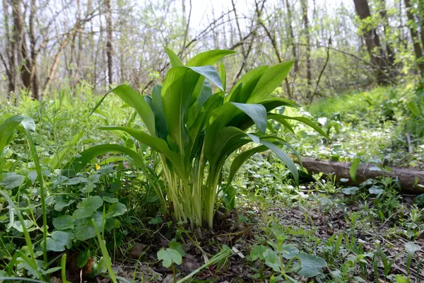 Ramsons Dziki Czosnek Allium Ursinum — Zdjęcie stockowe