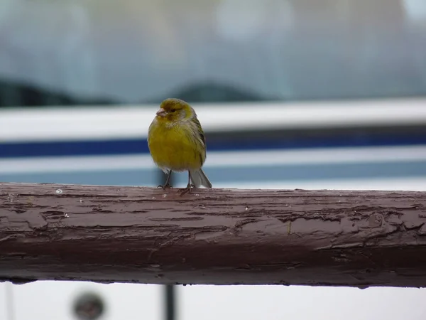 Picturesque Bird Theme Shot — Stock Photo, Image