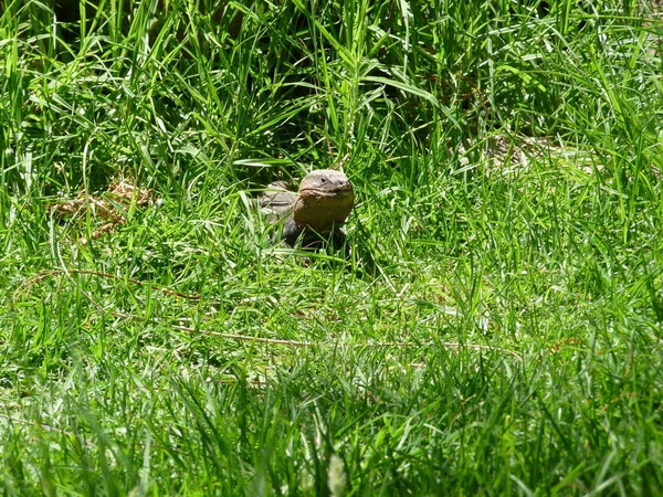 Hagedis Het Gras — Stockfoto