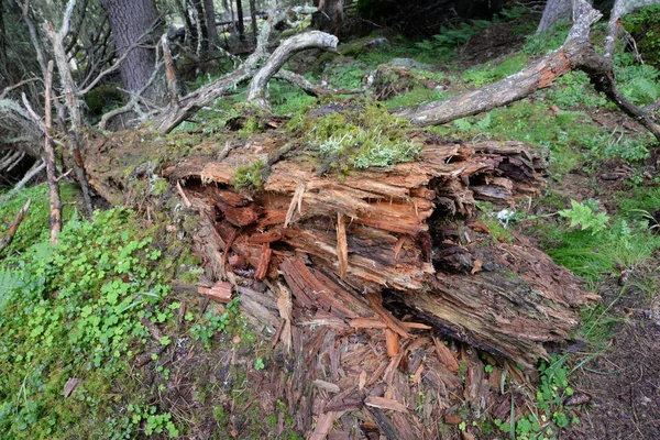 Waste Wood Tree Tree Trunk Old Moldering Modernd Nature Mountain — Stock Photo, Image