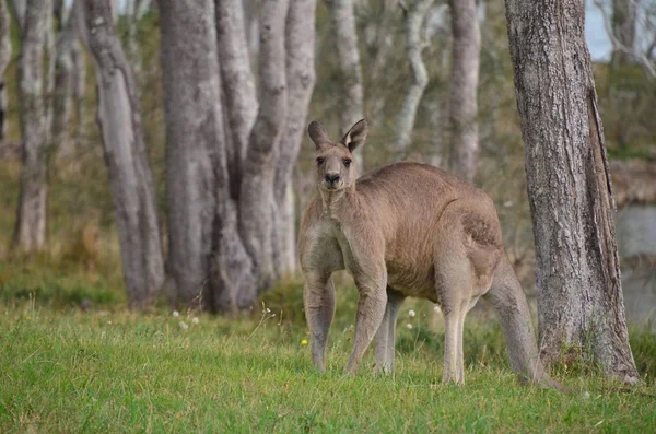 Een Kangoeroe Het Bos — Stockfoto