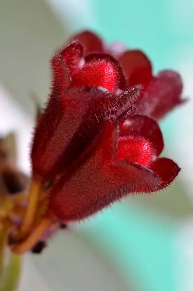 Schöne Botanische Aufnahme Natürliche Tapete — Stockfoto