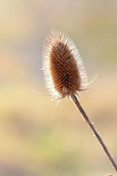 Schöne Blumen Blumiges Konzept Hintergrund — Stockfoto