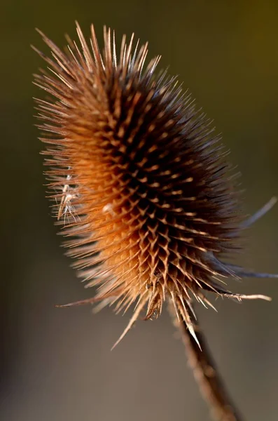 Schöne Botanische Aufnahme Natürliche Tapete — Stockfoto