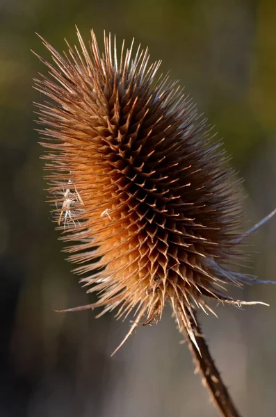 Tarjeta Wild Dipsacus Full Lonum — Foto de Stock