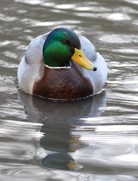 Aussichtsreiche Aussicht Auf Süße Stockente Der Natur — Stockfoto