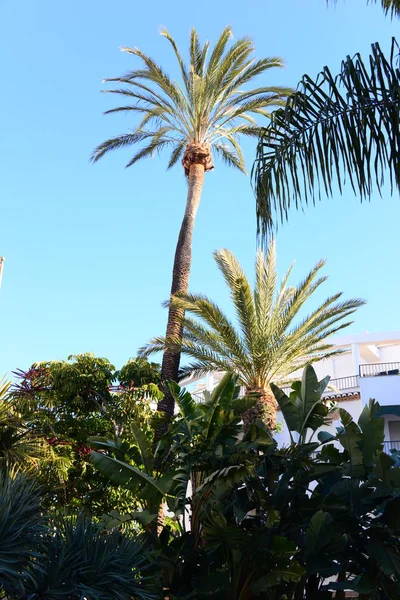 Palm Leaves Spain — Stock Photo, Image