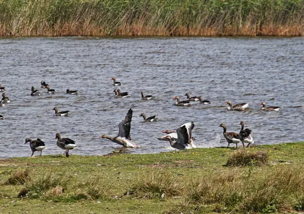 Fågelparadis Vid Nordsjön — Stockfoto