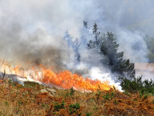 Forêt Conifères Feu — Photo