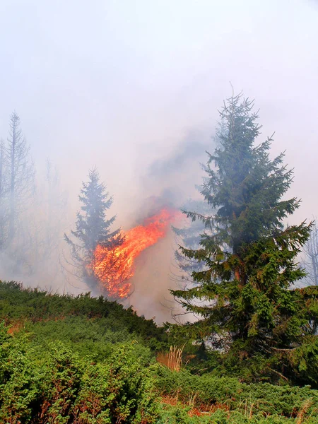 Foresta Conifere Fiamme — Foto Stock