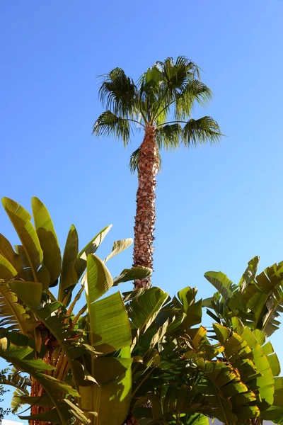Palmblätter Spanien — Stockfoto