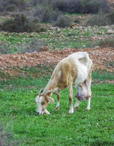 Cabra Carnívora Com Grandes Úbere Preenchido Fuerteventura — Fotografia de Stock