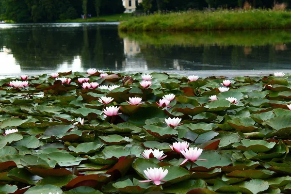 Vatten Lilja Blomma Lotus Växt — Stockfoto