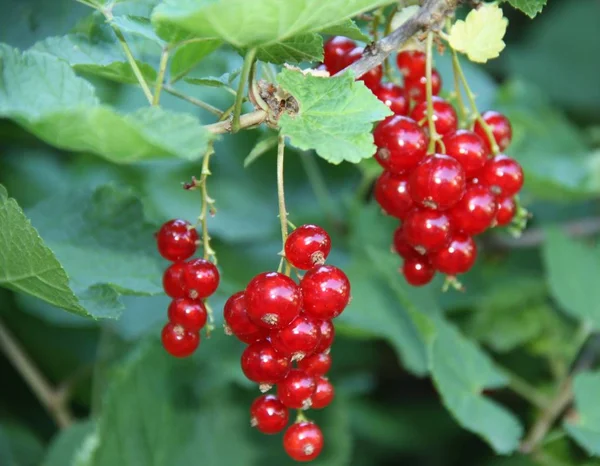 Reife Rote Johannisbeertrauben Weinstock Mit Grünen Blättern — Stockfoto