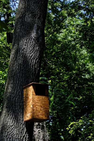 Гніздова Коробка Колоді Лісі — стокове фото