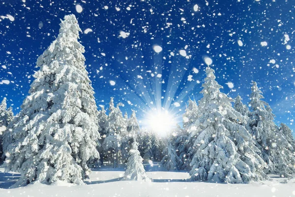 冬の森 雪に覆われた木々 ロイヤリティフリーのストック写真