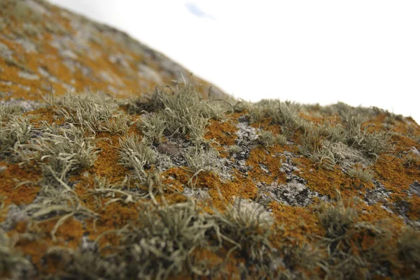 关于苔藓岩的细节 — 图库照片