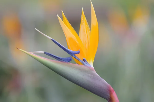 Strelitzia Perennial Plant — 스톡 사진