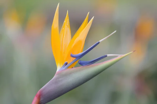 Orange Flower Strelitzia Perennial Plant — Stock Photo, Image