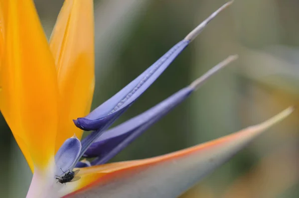 Flor Laranja Strelitzia Planta Perene — Fotografia de Stock