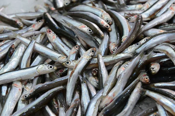 Spain Weekmark Fresh Fish Muscles — Stock Photo, Image