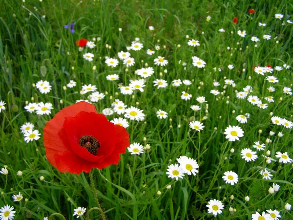 Yeşil Alanlar Kır Çiçekleri Ile Romanya Yaz Kırsal — Stok fotoğraf