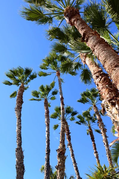 Palm Leaves Spain — Stock Photo, Image