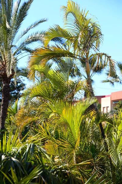 Palm Leaves Spanyolországban — Stock Fotó