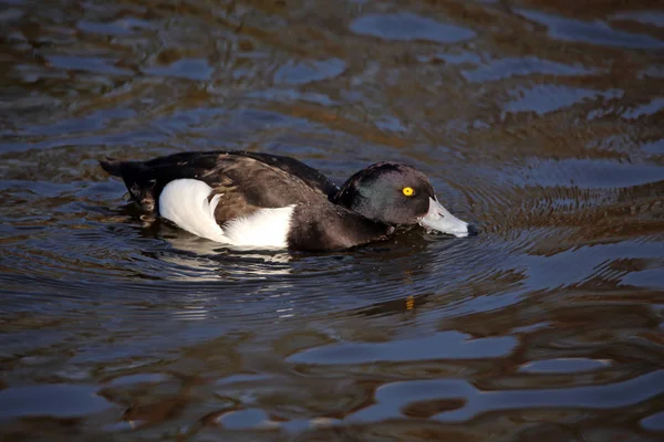 游泳的雄性丛生鸭 — 图库照片