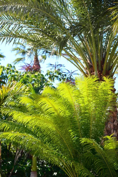 Palm Leaves Spain — Stock Photo, Image