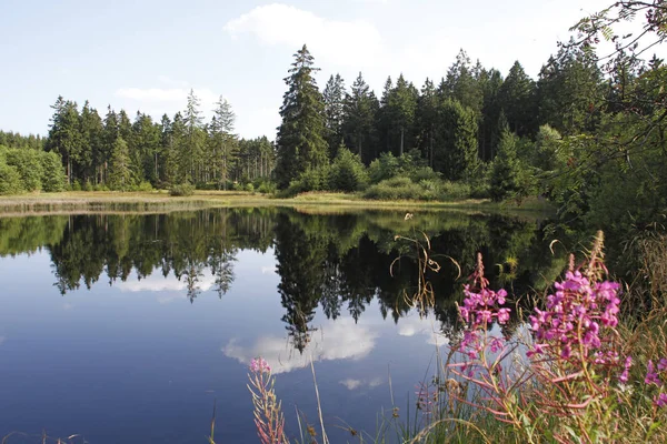 Marienteich Zwischen Bad Harzburg Und Torfhaus Oberharz — Stockfoto