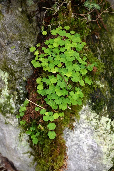 Skogsmark Skog Fjällskog Klöver Surklee Ormbunke Ormbunke Ört Vindruva Grön — Stockfoto