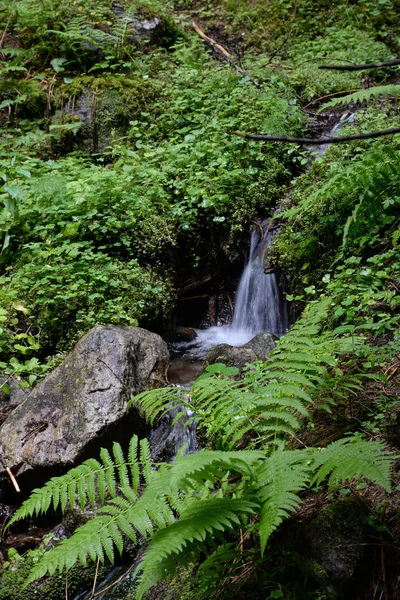 Vodopád Malý Kaskáda Bach Bergbach Les Lesní Půda Příroda Krajina — Stock fotografie